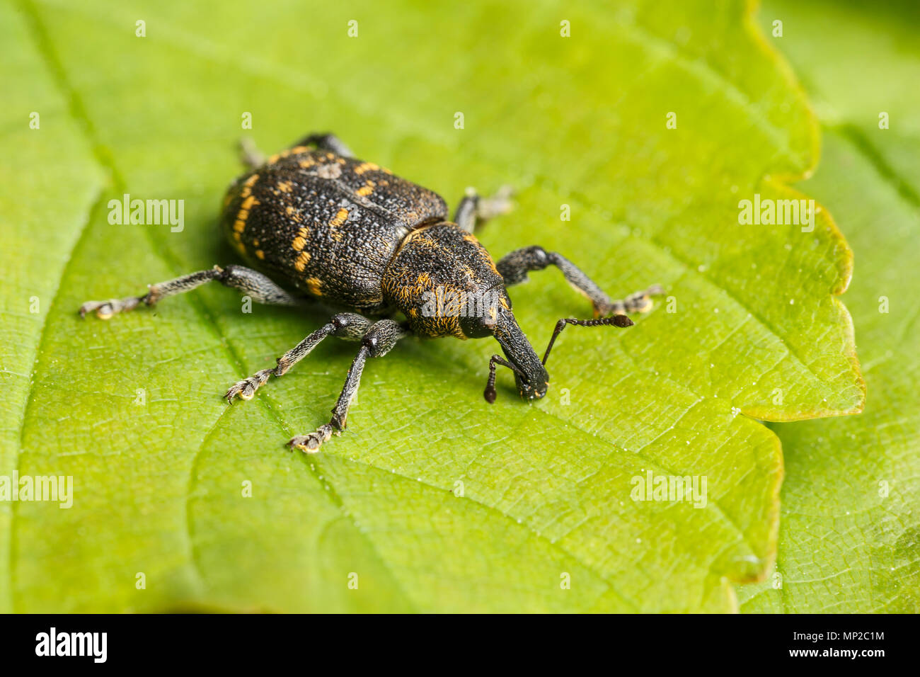 Vine Weevil, Otiorhynchus sulcatus, a serious pest of cultivated plants. Monmouthshire, UK, May Stock Photo