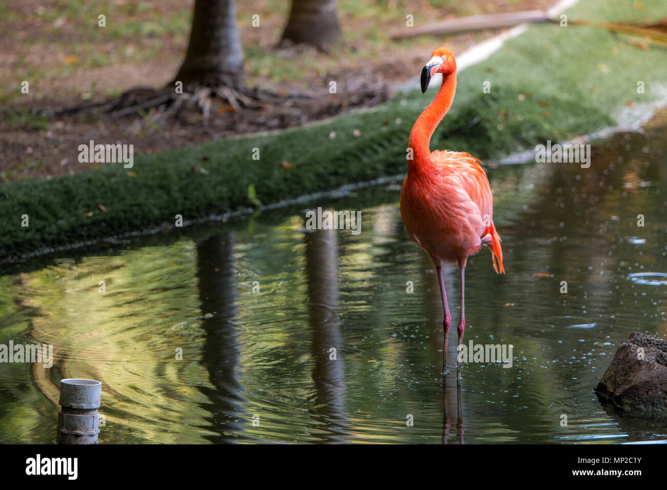 Red and pink flamingos in a pond Stock Photo