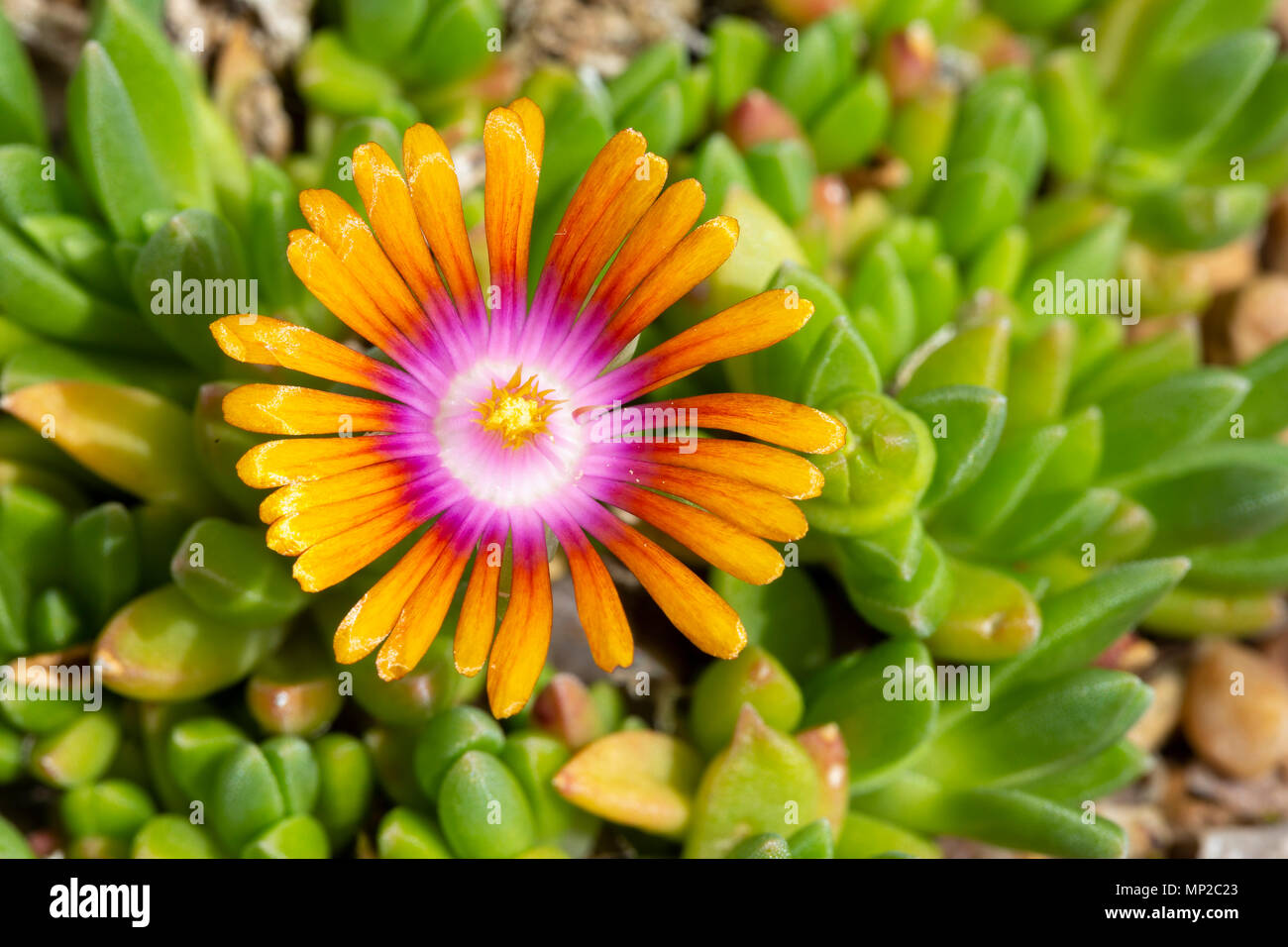 Delosperma 'Fire Spinner', a succulant plant semi-hardy in the UK.  Originally from South Africa, family Aizoaceae Stock Photo