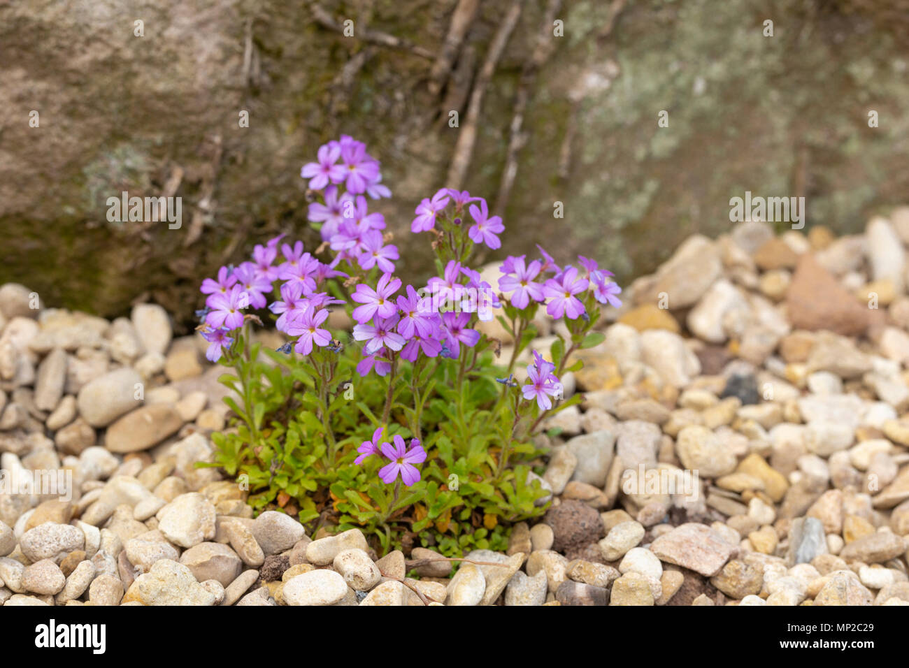 Fairy Foxglove, Erinus alpinus , a small alpine plant, family Plantaginaceae. South and Central Europe (naturalised UK. Stock Photo