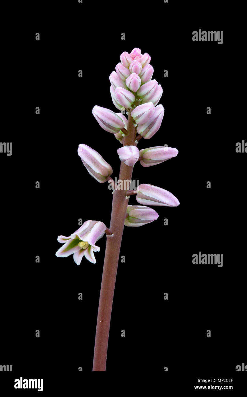 Resnova megaphylla, flower spike. (syn. Ledebouria megaphylla).  Family  Hyacinthaceae Stock Photo