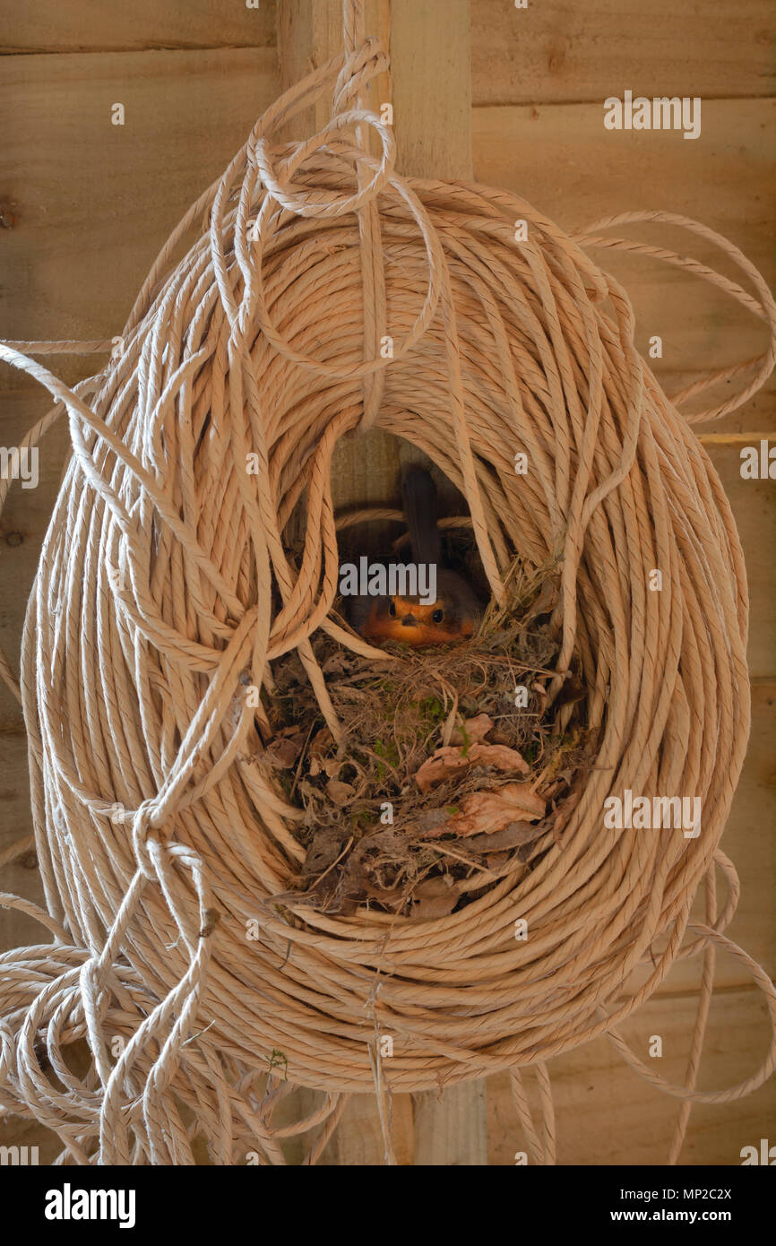 Robin, Erithacus rubecula, nesting in a roll of twine in a garden shed. Monmouthshire, UK. Stock Photo