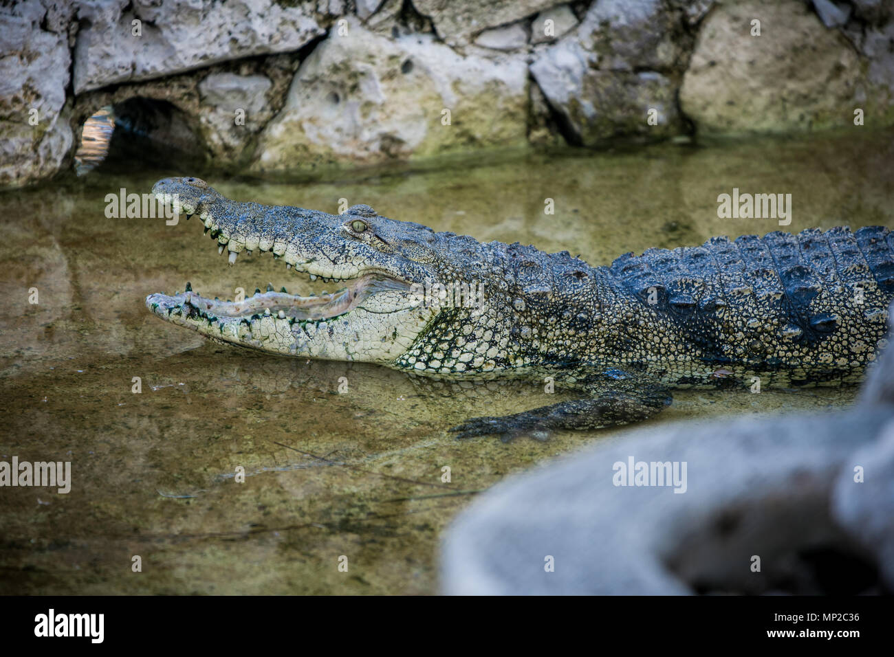 Crocodile with open mouth in water pond Stock Photo