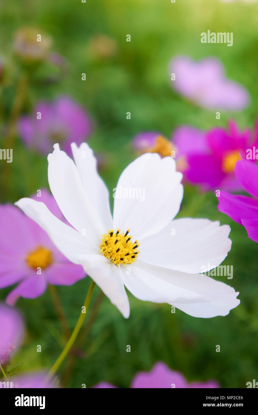 Filed of cosmos flowers hi-res stock photography and images - Alamy