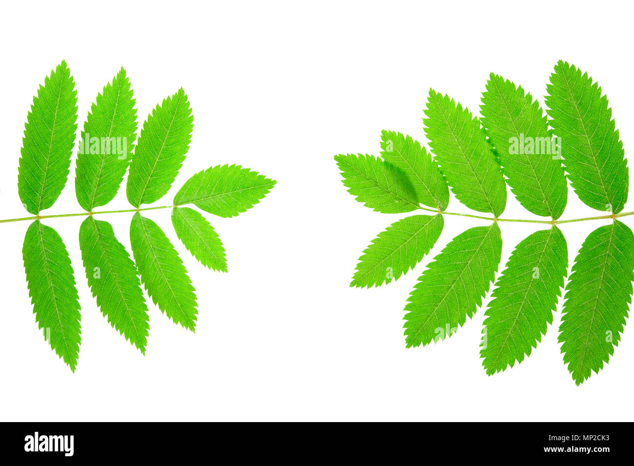 Rowan (Sorbus aucuparia) leaves isolated on white background. Stock Photo