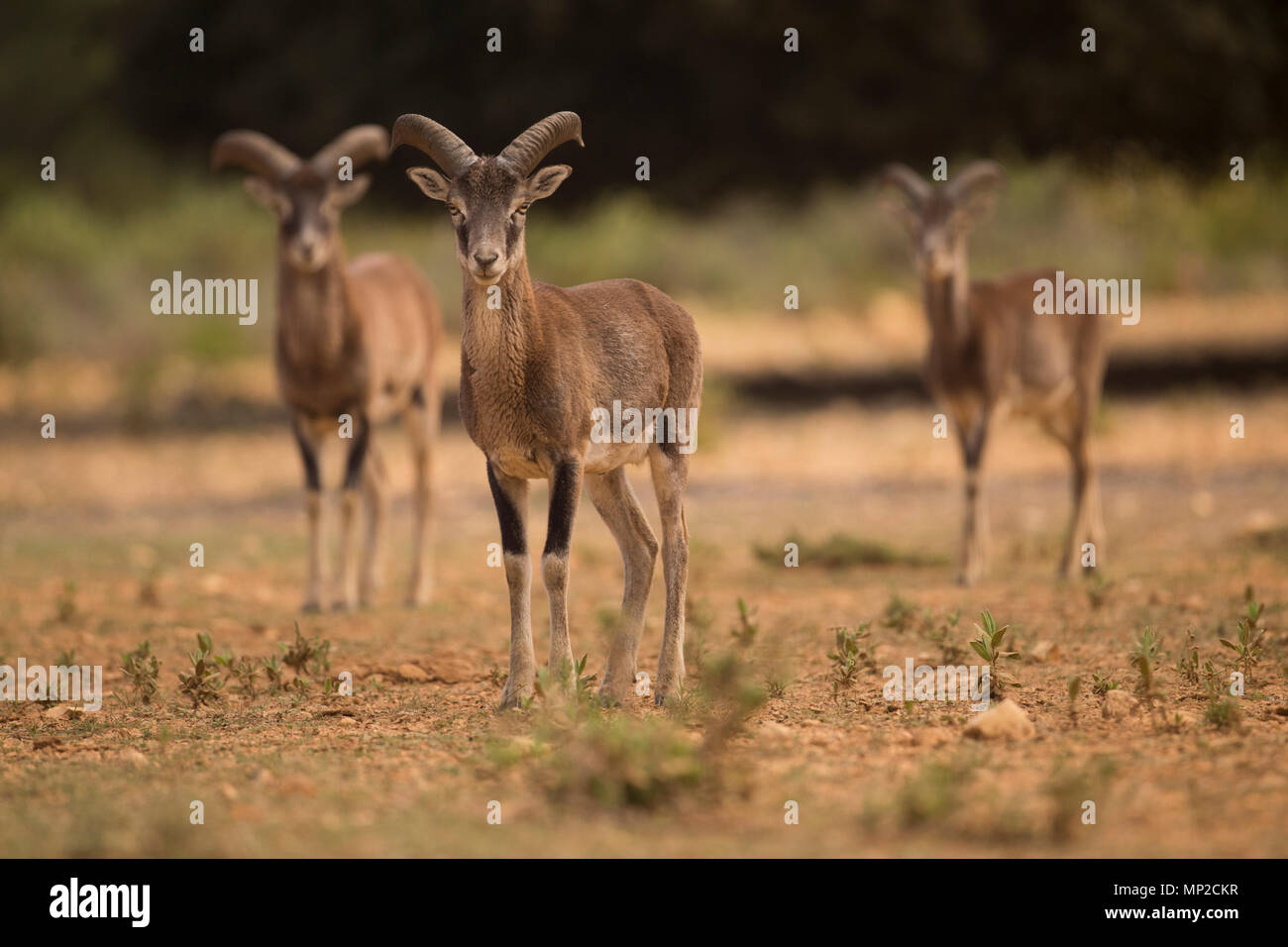 European mouflon (Ovis orientalis musimon) three  young rams Stock Photo