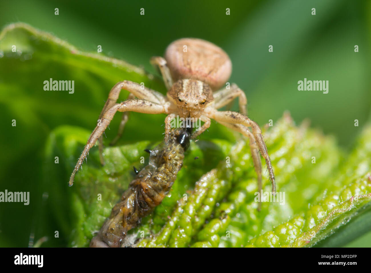 Crab spider with prey (a larva), UK Stock Photo