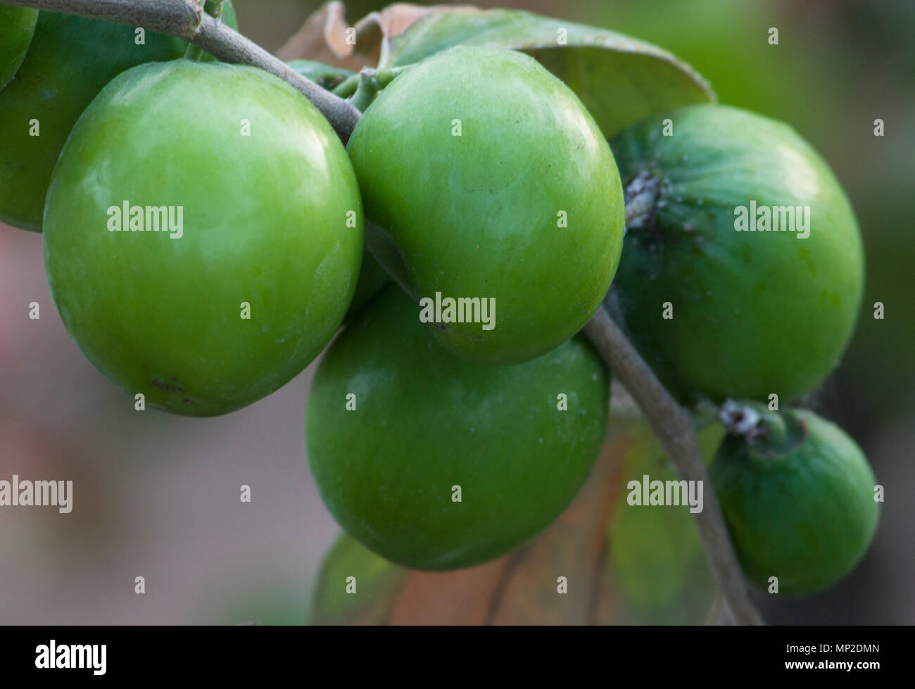 Indian Jujube High Resolution Stock Photography And Images Alamy Indian Jujube High Resolution Stock Photography And Images Alamy