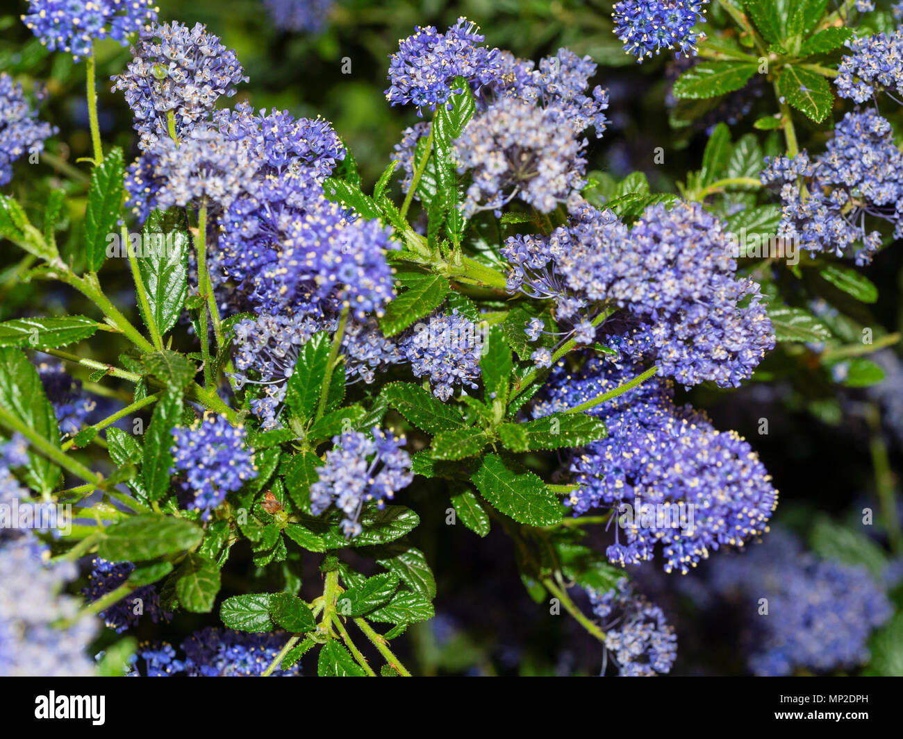 Densely packed blue flowers in the heads of the Californian lilac, Ceanothus 'Concha' Stock Photo