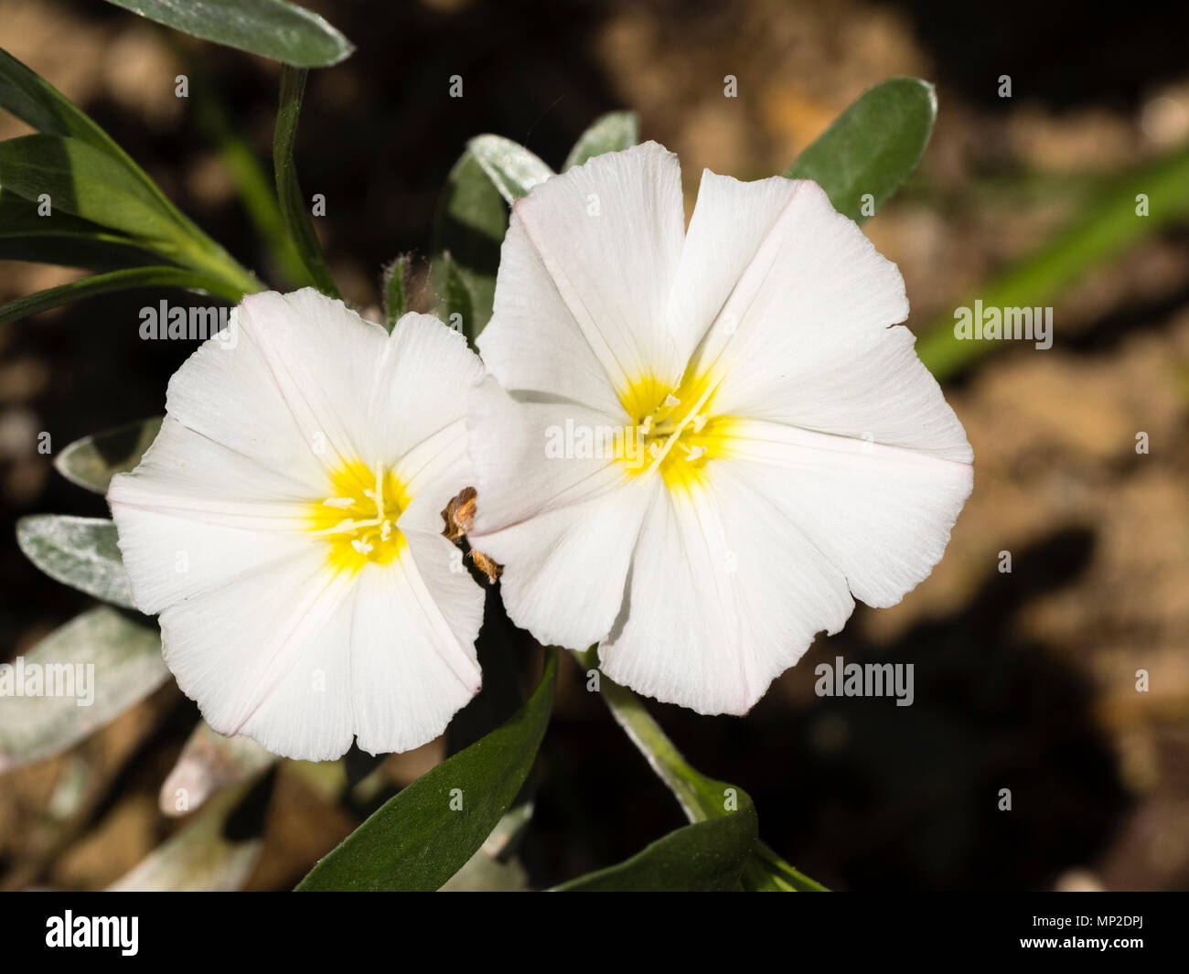 White flowers of the silvery leaved shrub, Convolvulus cneorum Stock Photo