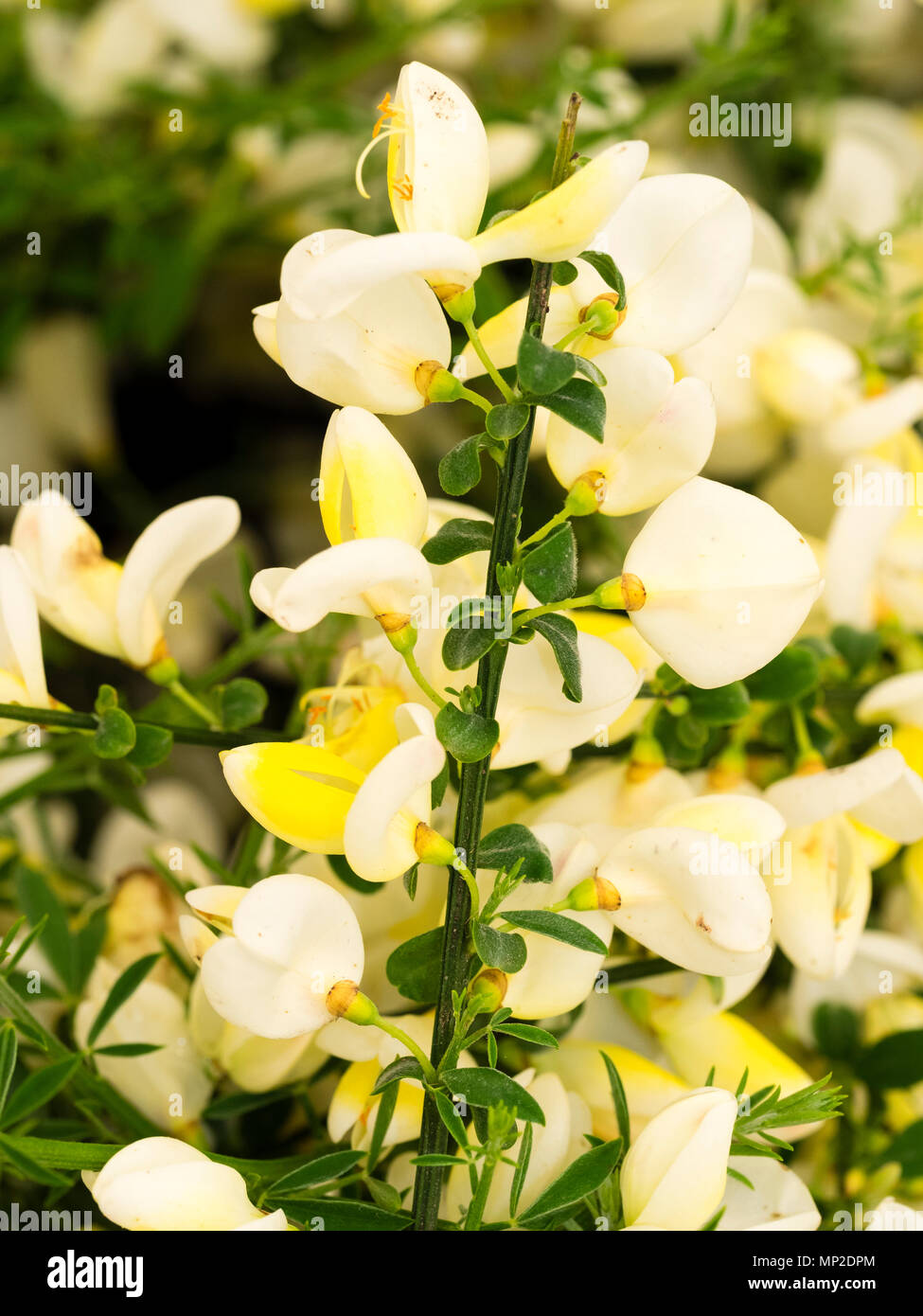 Cream and white flowers of the ornamental form of the evergreen, shrubby broom, Cytisus scoparius 'Cornish Cream' Stock Photo