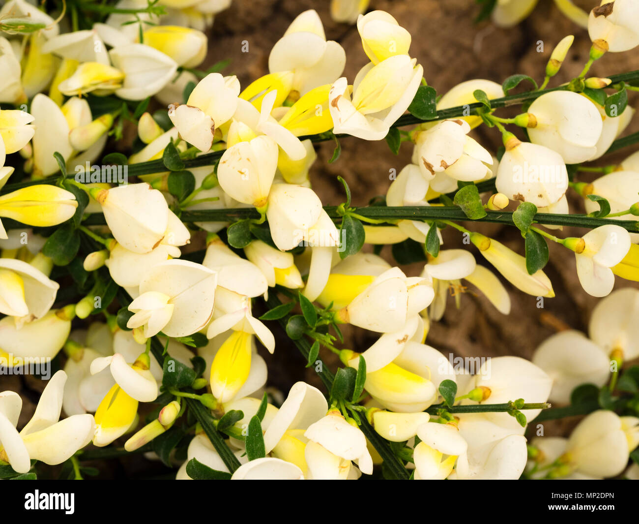 Cream and white flowers of the ornamental form of the evergreen, shrubby broom, Cytisus scoparius 'Cornish Cream' Stock Photo