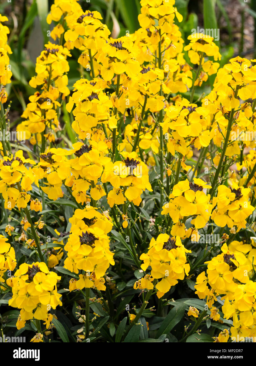 Fragrant yellow flowers of the short lived, long flowering, shrubby perennial Erysimum 'Bowle's Yellow' Stock Photo