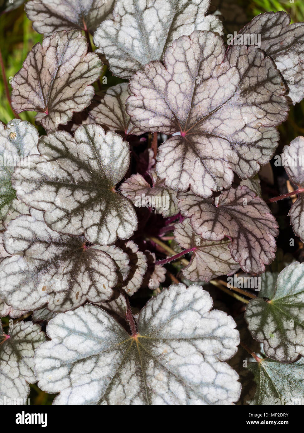 Black veined silvery leaves of the ornamental hardy everhreen perennial, Heuchera 'Sugar Frosting' Stock Photo