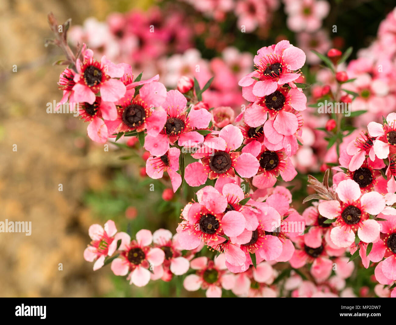 Pink flowered form of the New Zealand Manuka or tea tree, Leptospermum scoparium 'Martini', hardy in milder climates Stock Photo