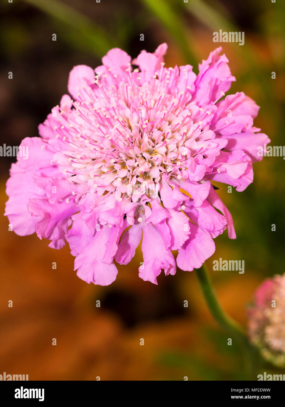 Pincushion flowers of the summer flowering hardy perennial scabious, Scabiosa caucasica 'Pink Mist' Stock Photo