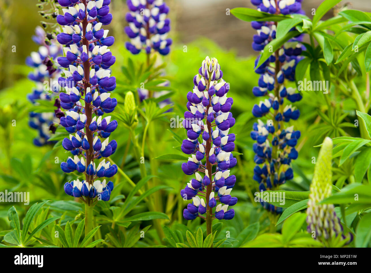 Lupinus 'The Governor is a member of the Russel Hybrid 'Band of Nobles' with other varients equally as colourful with a similar contrasting arrangment Stock Photo