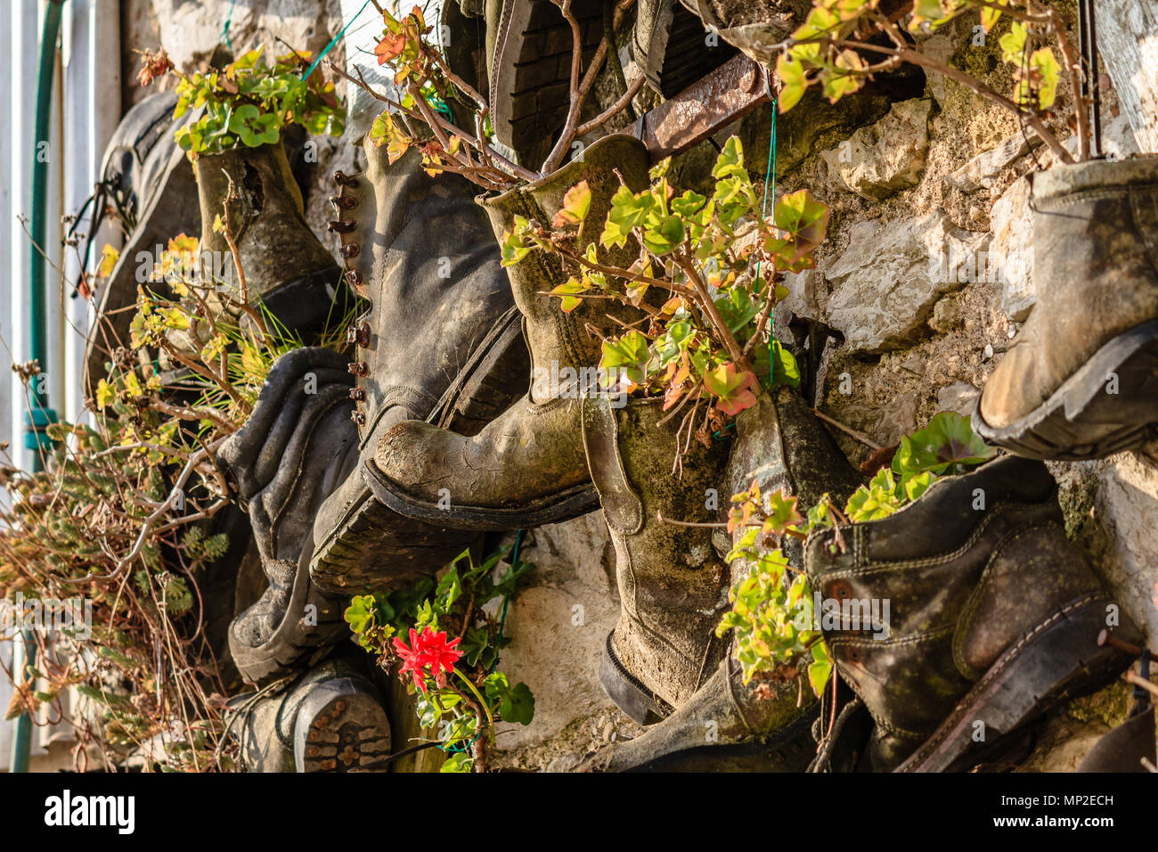 Flowers growing in lots of old boots used as plant pots and attached to an old stone wall. Teignmouth, Devon. Feb 2018. Stock Photo