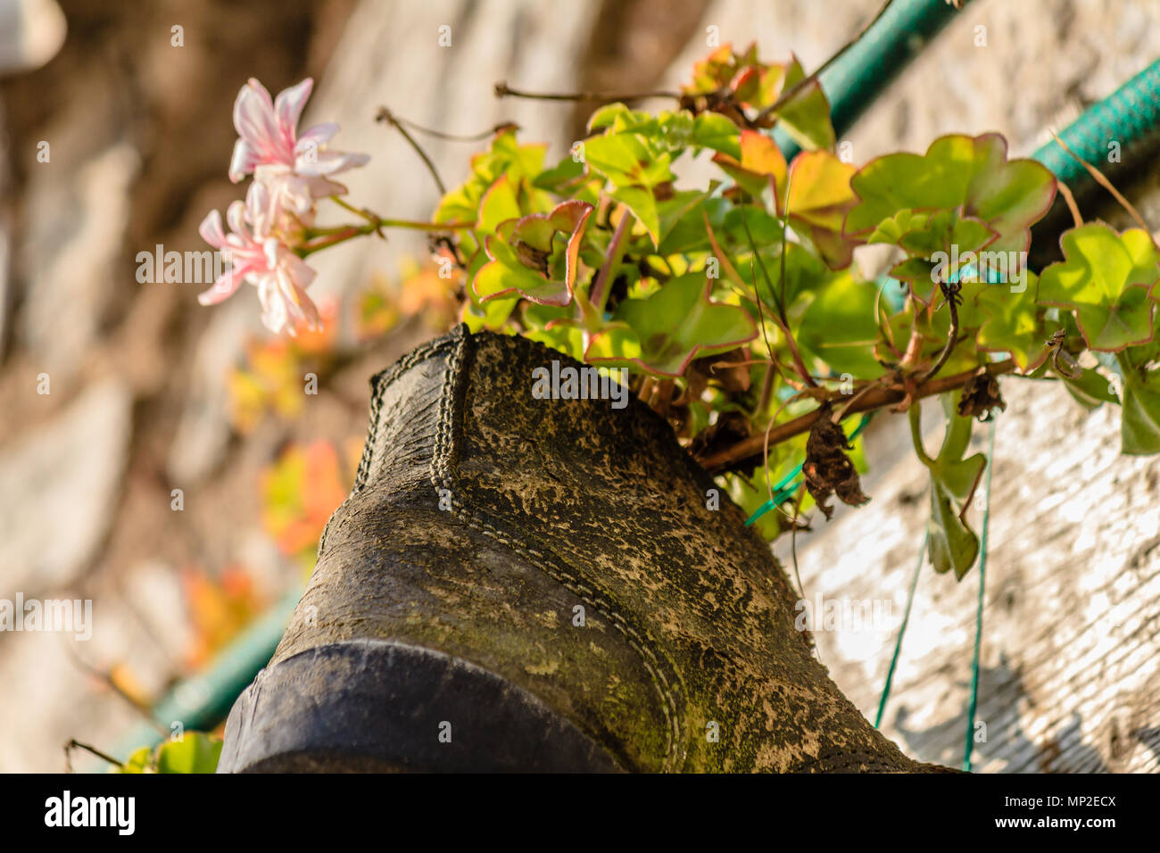 Flowers growing in an old shoe which is being used as a plant pot. Teignmouth, Devon. Feb 2018. Stock Photo