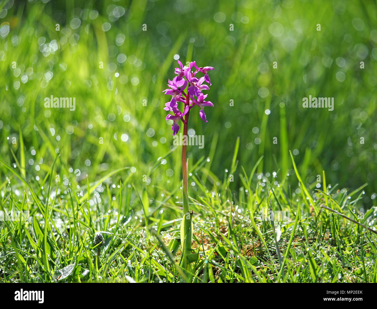 purple flower spike of Early Purple Orchid (Orchis mascula) in glistening dewy grass meadow in Cumbria, England, UK Stock Photo