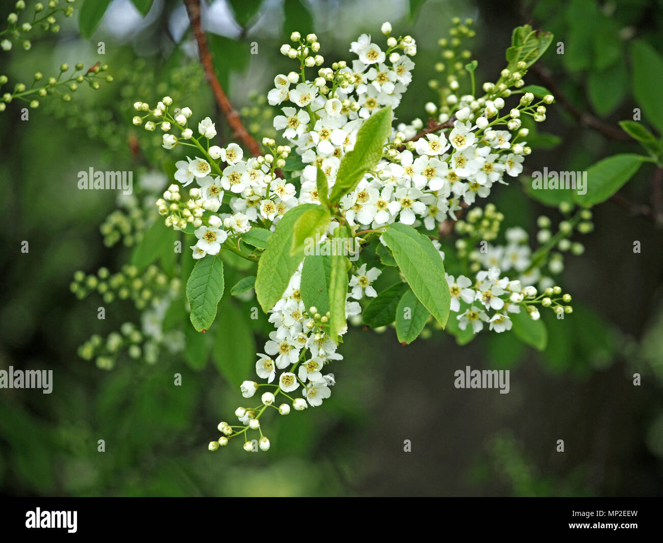 radiating white flowering panicles of Bird Cherry (Prunus padus ...
