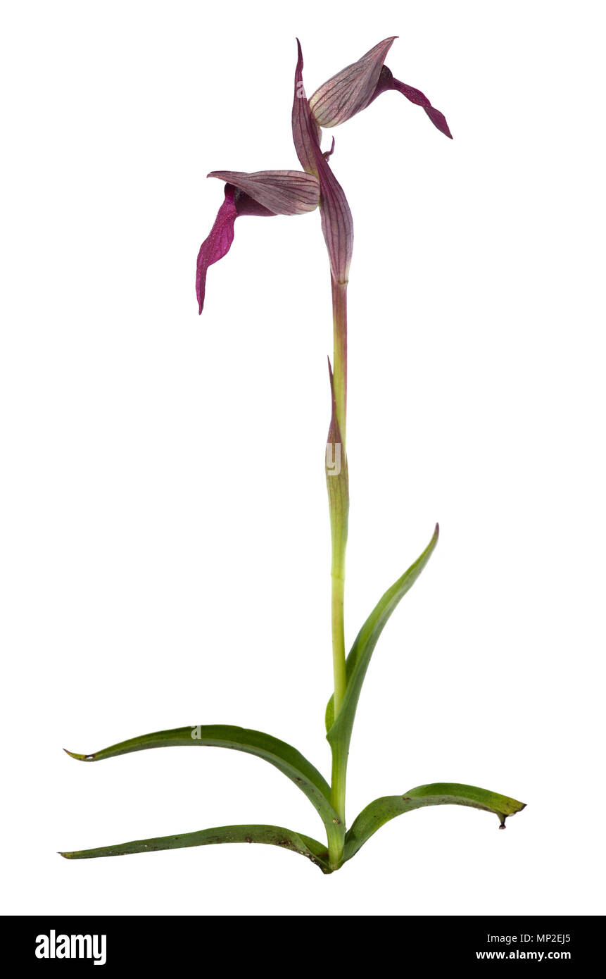 Lateral view of a full plant of wild orchid called Tongue Serapias, or Tongue Orchid, (Serapias lingua) isolated over a white background. Two flowers. Stock Photo
