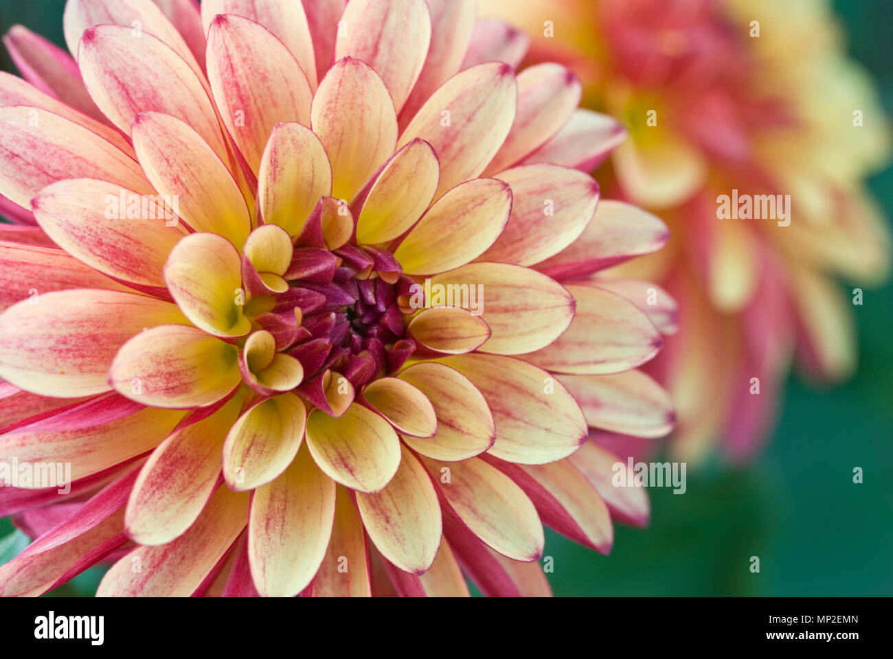 DAHLIA ‘CRAZY LEGS’ Stock Photo - Alamy