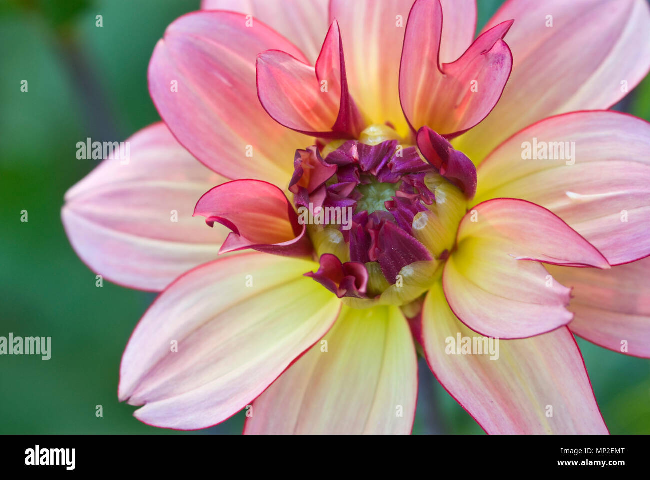 DAHLIA 'RAWHIDE' Stock Photo Alamy