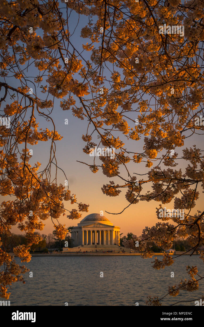 Washington, DC Cherry Blossom Festival Stock Photo Alamy