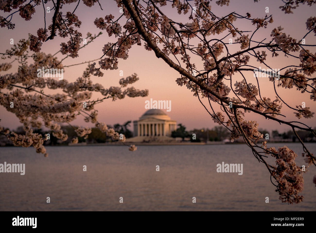 Washington, DC Cherry Blossom Festival Stock Photo Alamy
