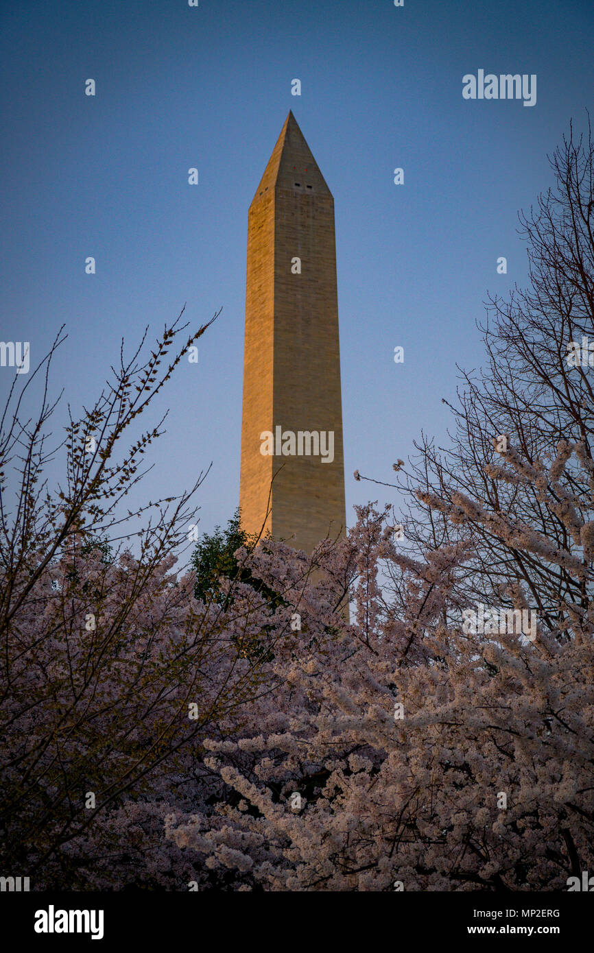 Washington, DC Cherry Blossom Festival Stock Photo Alamy