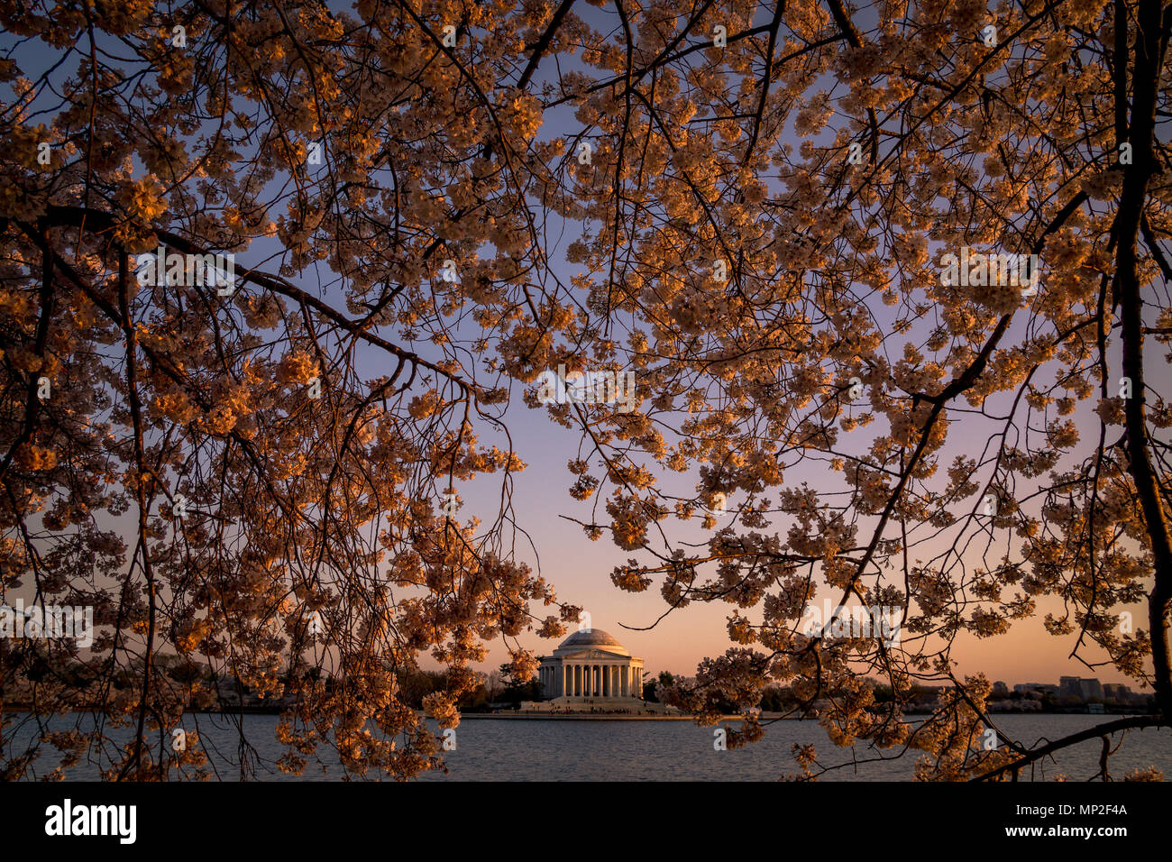 Washington, DC Cherry Blossom Festival Stock Photo Alamy