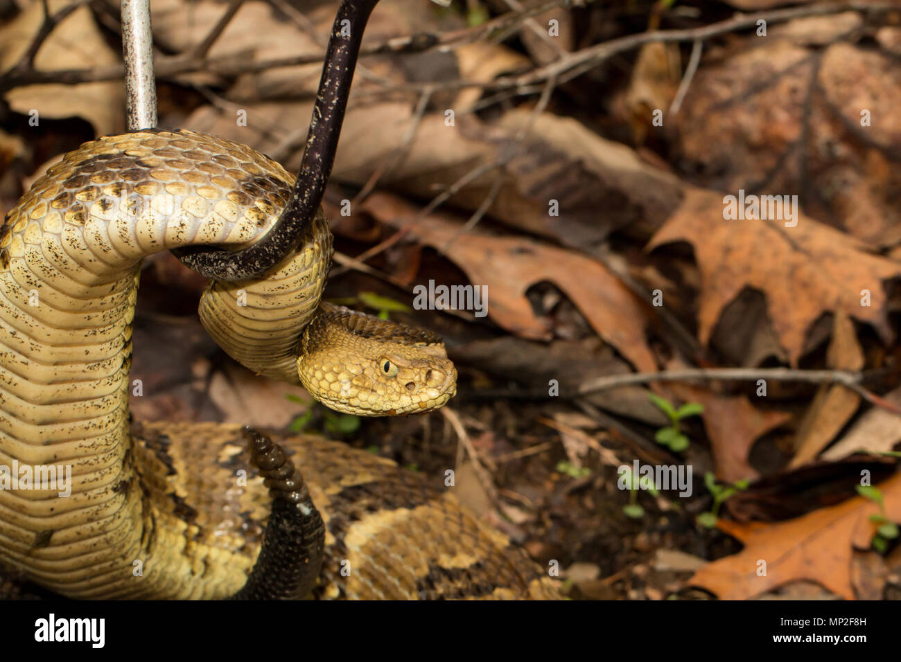 Timber rattlesnake being captured with a snake hook - Crotalus horridus Stock Photo