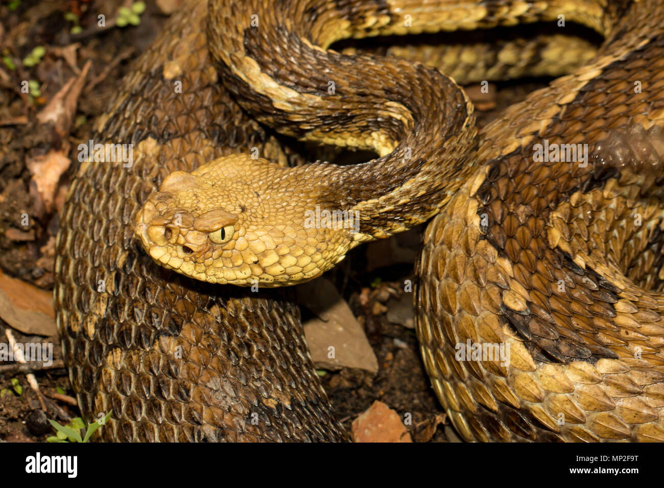 timber rattlesnake head