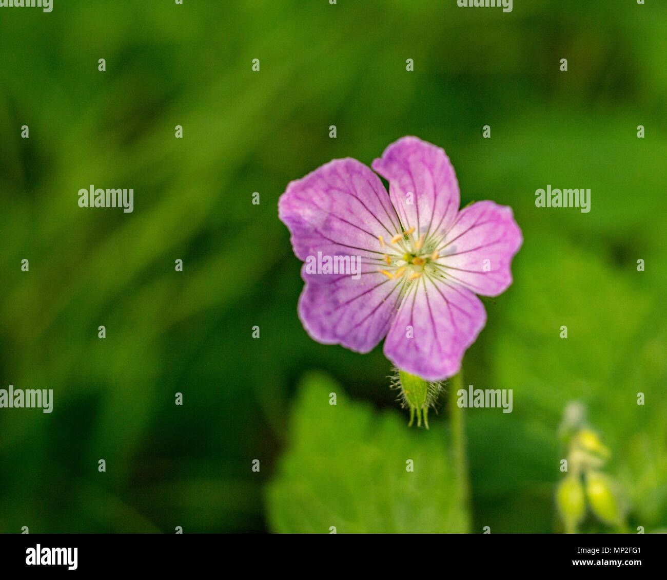 Geranium wild flower in perfect sunlight during spring in the Midwest. Stock Photo