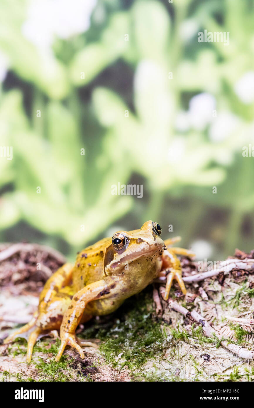 common frog photographed in the UK Stock Photo - Alamy