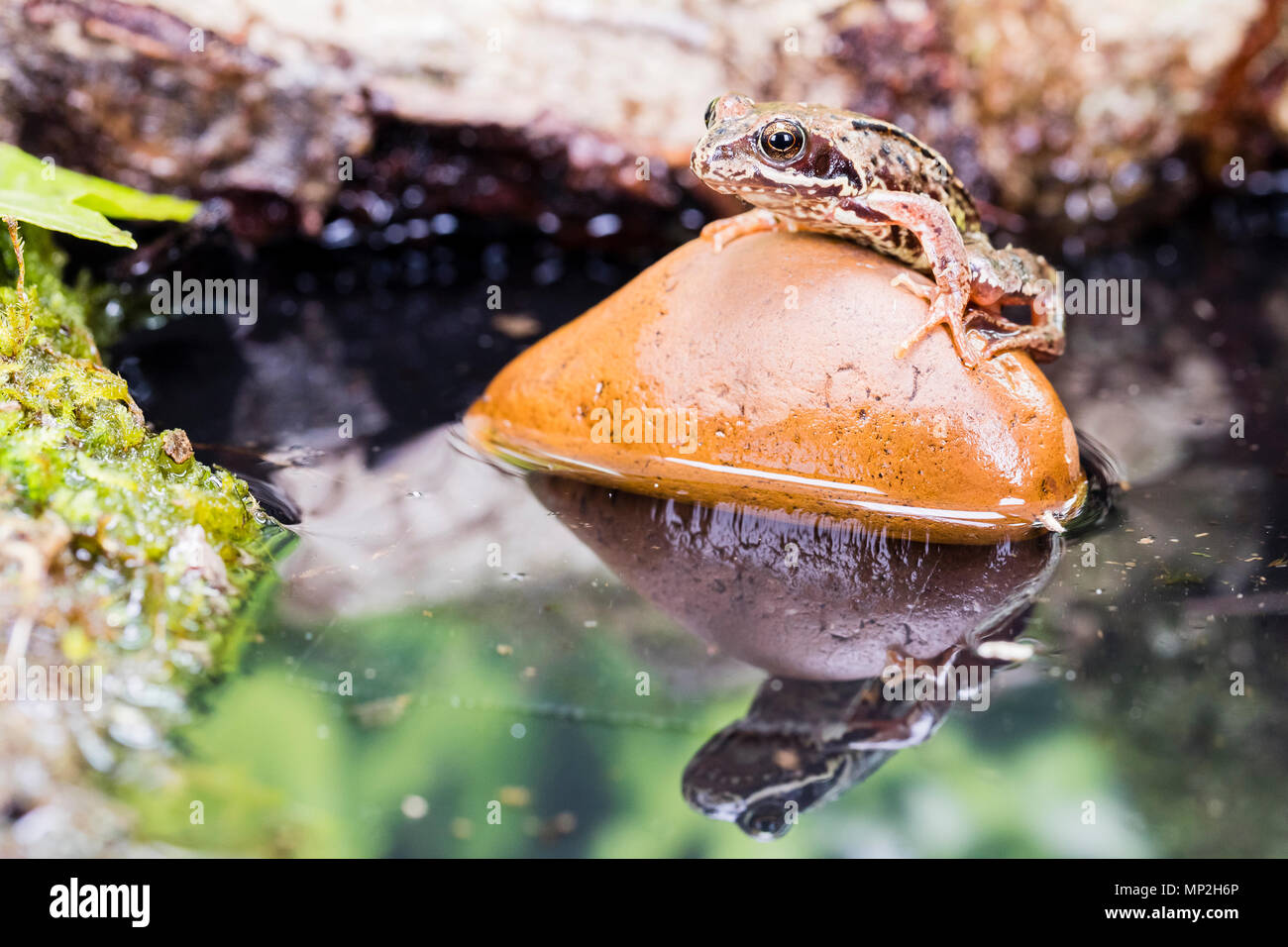 A common frog photographed in the UK Stock Photo - Alamy