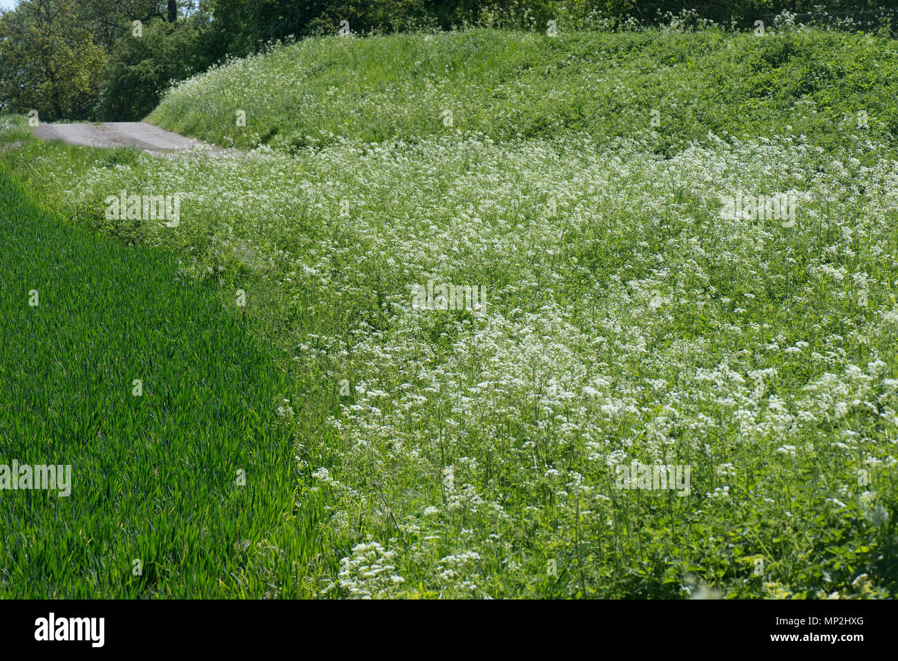 Cow parsley, Anthriscus sylvestris, flowering on a country road with hedges and trees in spring green , May Stock Photo