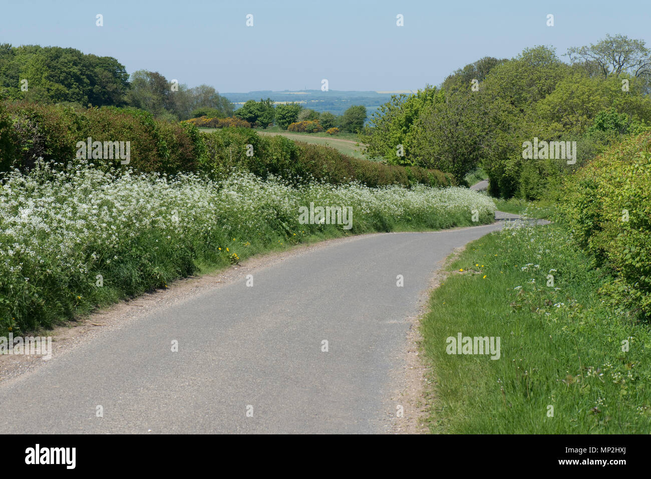 Cow parsley, Anthriscus sylvestris, flowering on a country road with hedges and trees in spring green , May Stock Photo