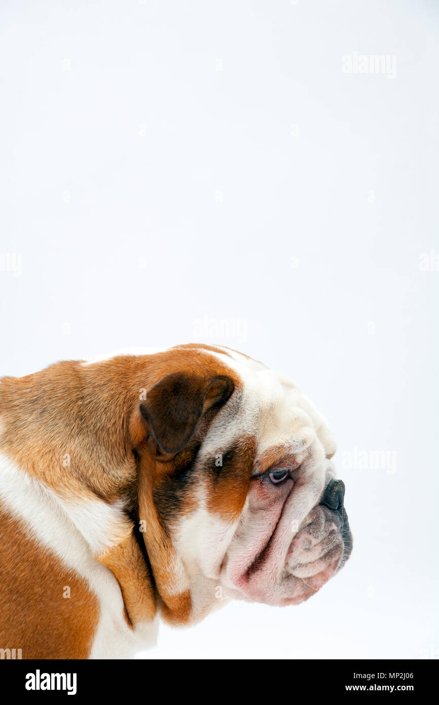 A young traditional British Bulldog waits obediently on a white seamless background to be offered a treat Stock Photo