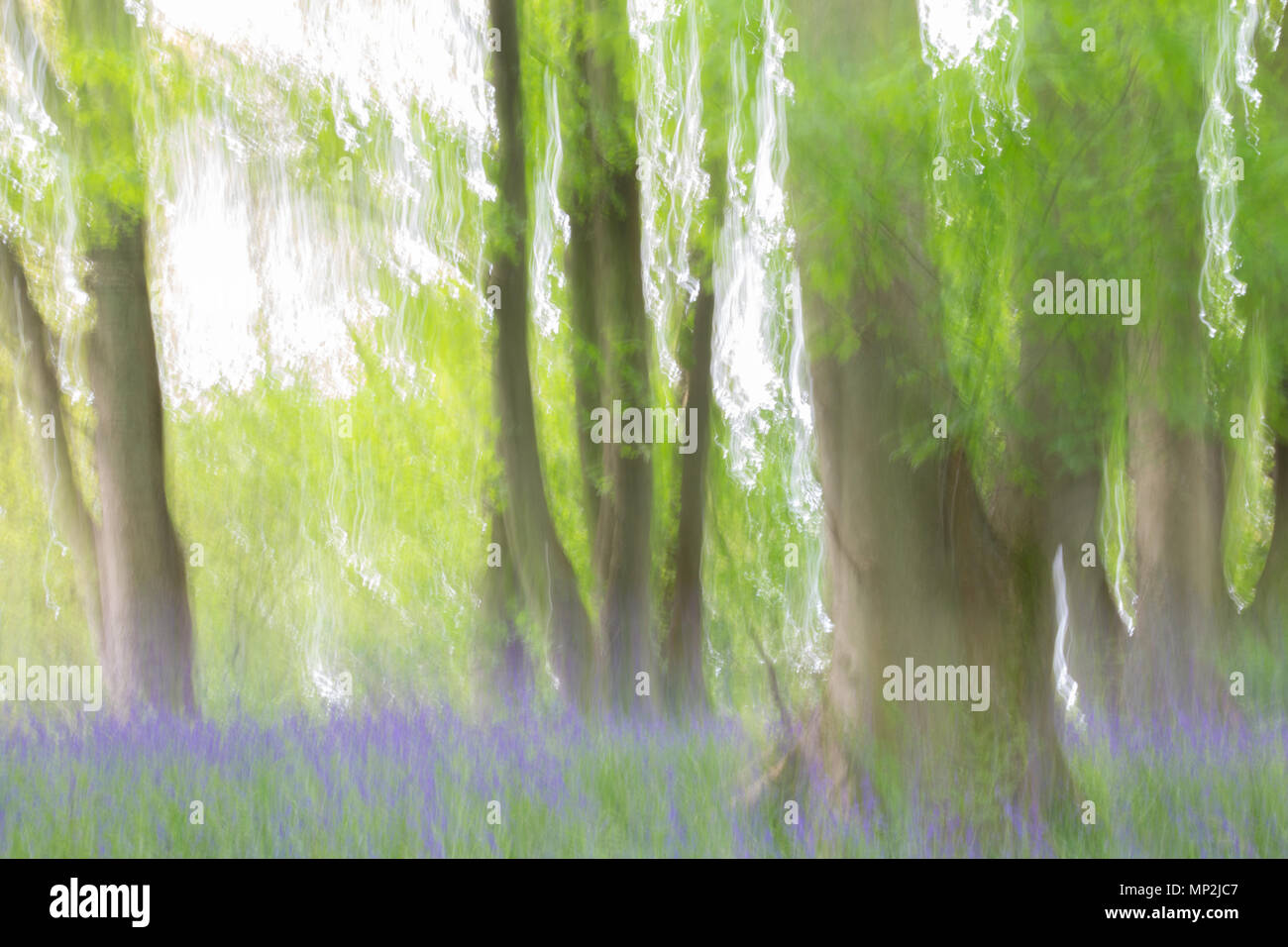 Abstract hyacinthoides hi-res stock photography and images - Alamy