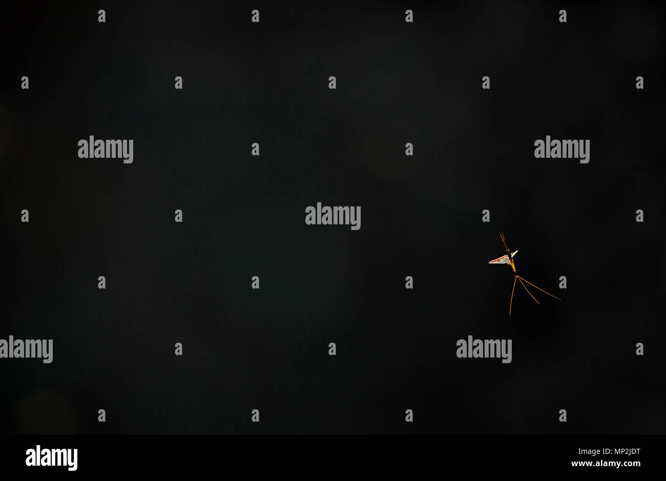 A single Mayfly against a black background on the banks of the Dorset Stour river. Dorset England UK GB Stock Photo