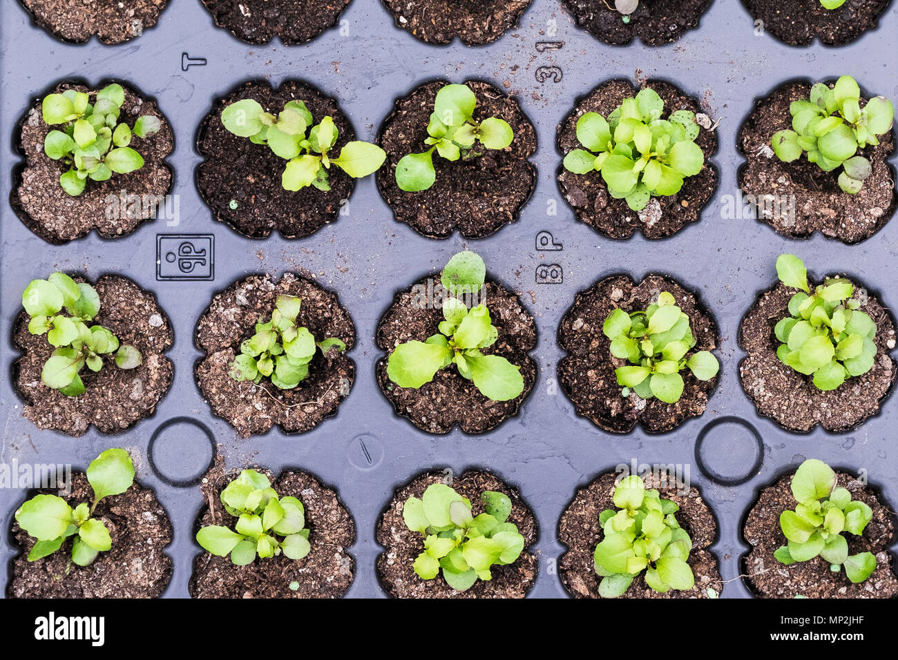 Plastic trays hires stock photography and images Alamy