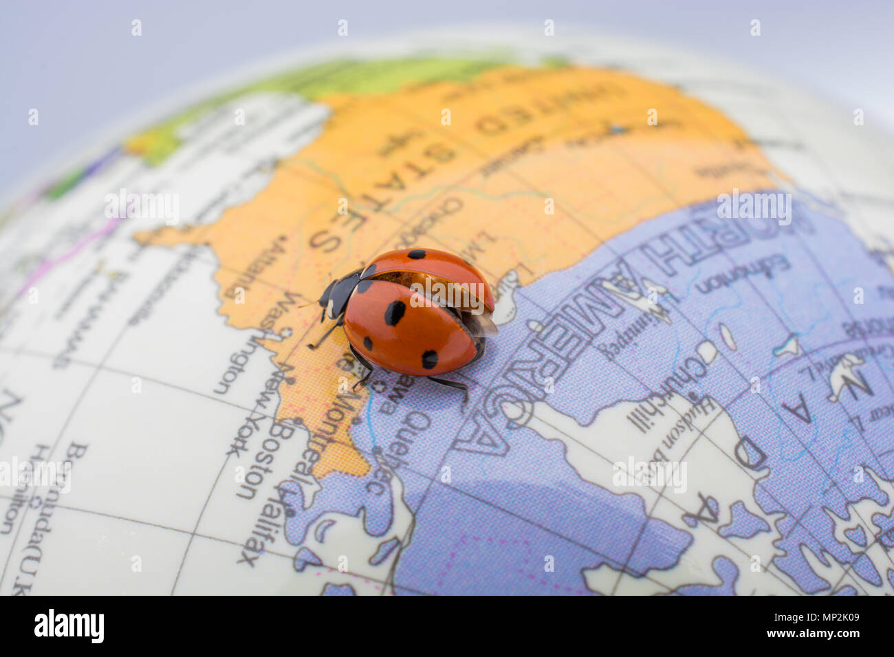 Ladybug on a sphere hi-res stock photography and images - Alamy