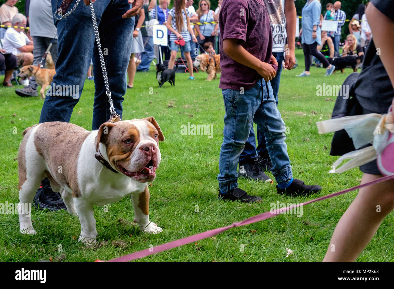 Bulldog on chain in Canons Park, Edgware, North London at dog show during annual Family Fun Day. Dogs, people, grass in background. Landscape. Stock Photo