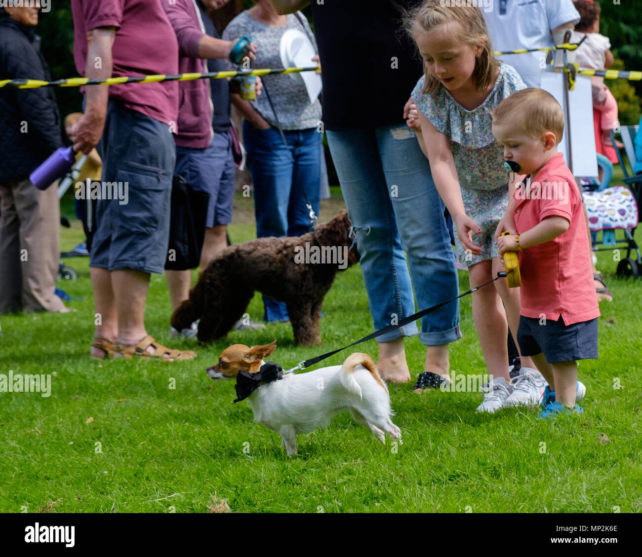 Big sister helps toddler brother walk small white dog with bow on collar at Dog Show in Canons Park, Edgware, North London at annual Family Fun Day. Stock Photo