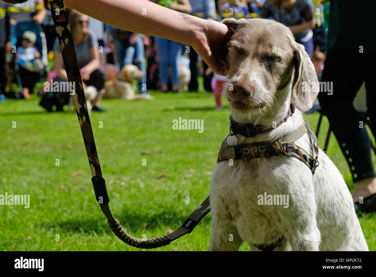 White & Brown dog closes eyes as he enjoys an ear scratch from owner at dog show in Canons Park, Edgware, North London, during annual Family Fun Day. Stock Photo
