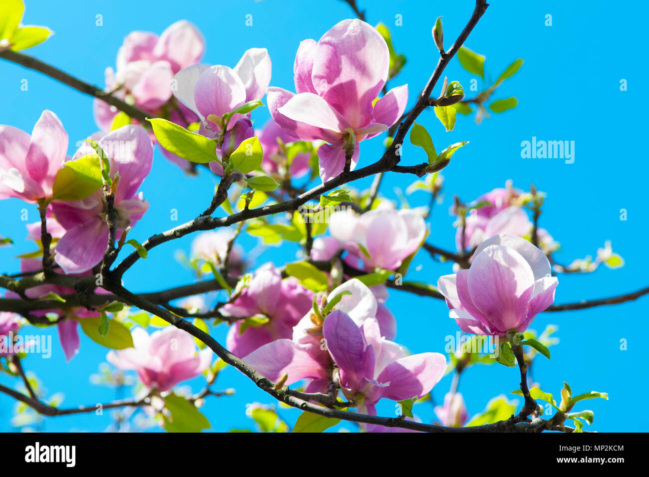 Spring magnolia tree flowers, natural floral background. Stock Photo