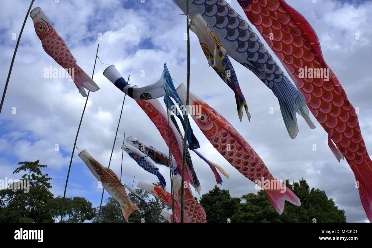 Fish shaped traditional Japanese themed balloons flying in air at Japanese Children's Day festival in Australia Stock Photo