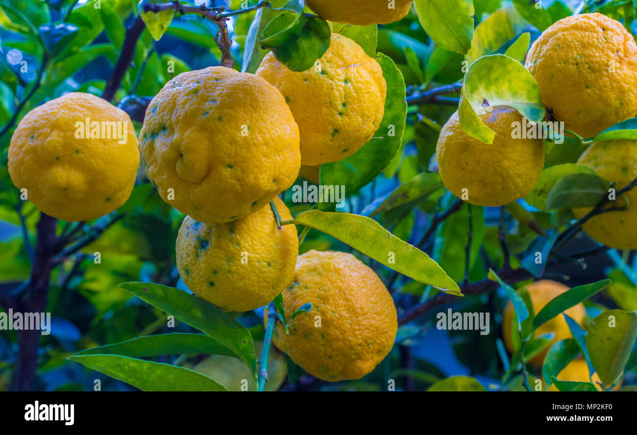 When life gives you lemons proverb - yellow lemons up close and isolated image with copy space Stock Photo